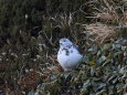 常念岳のまだらちゃん