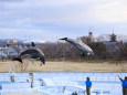 京都水族館・イルカショー