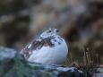 常念岳のママ雷鳥