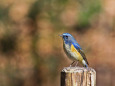 幸せの青い鳥