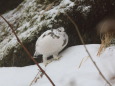 燕山荘の白頭巾ちゃん