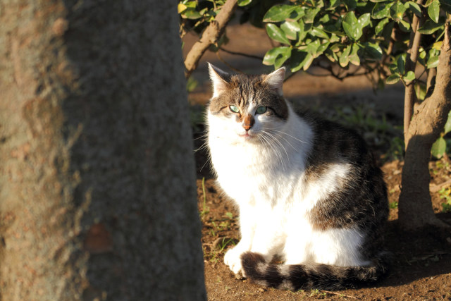 近所の猫たち