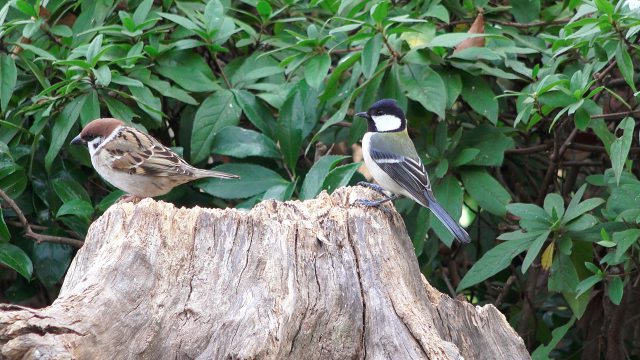 スズメとシジュウカラ