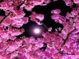 河津夜桜