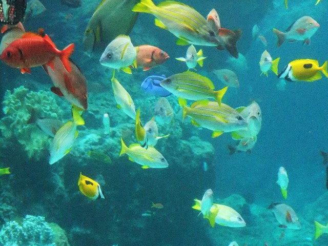 美ら海水族館