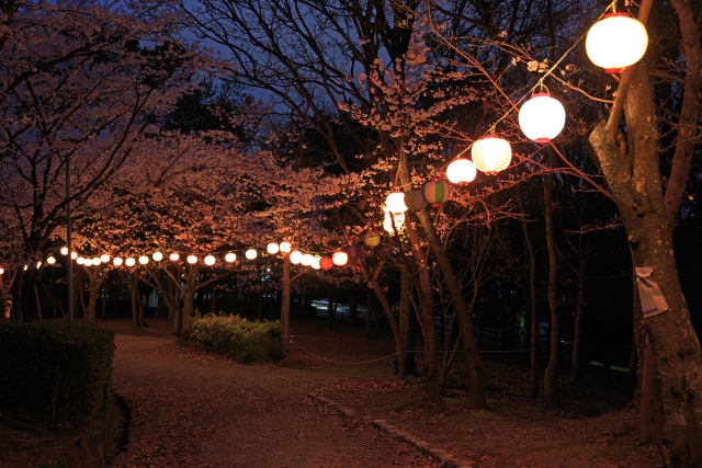 夜のさくら近隣公園