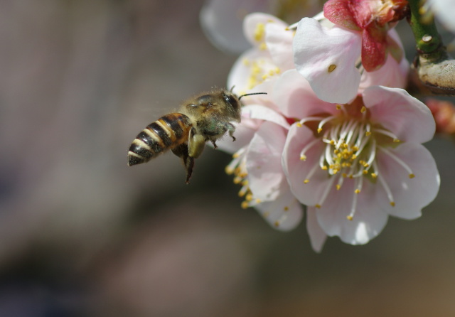 梅と蜜蜂