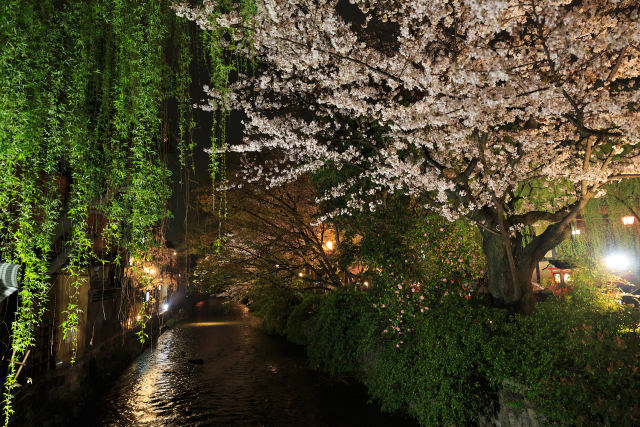 春の京都・白川の桜ライトアップ