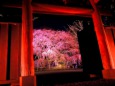 六義園～夜桜