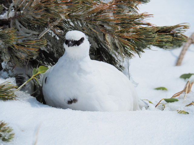 立山の白雷鳥2