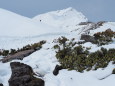 立山の白雷鳥4