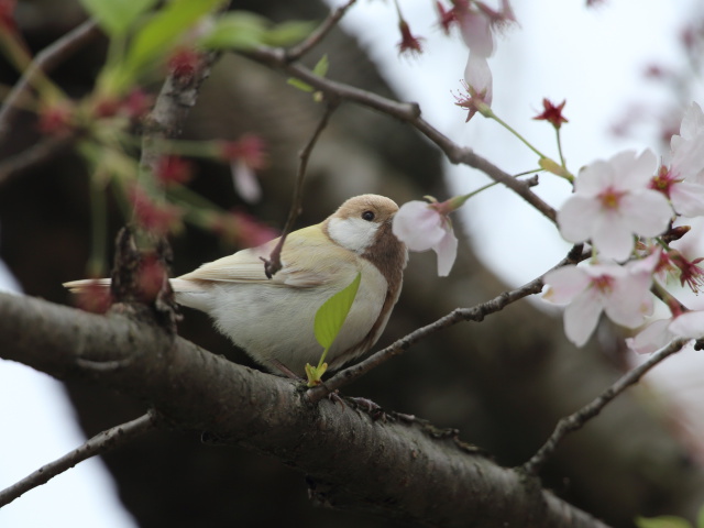 白いシジュウカラ58