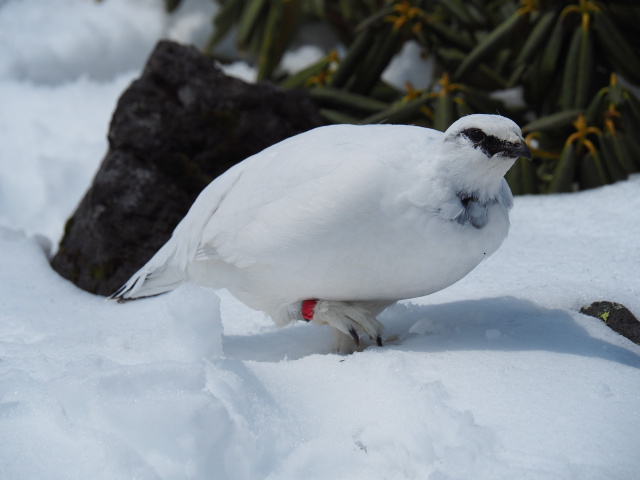 立山の白雷鳥5