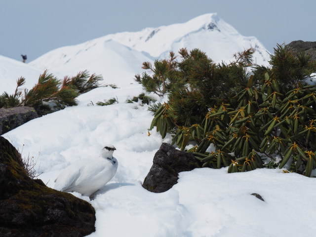 立山の白雷鳥6