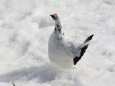 立山の白雷鳥9