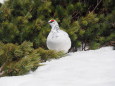 立山の白雷鳥14