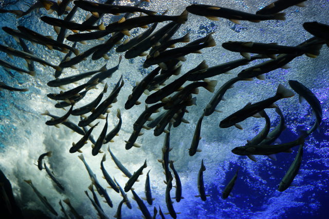 山の水族館