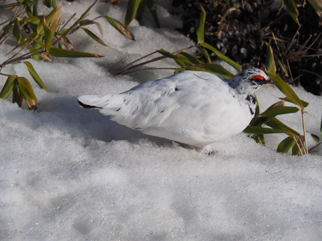 立山の白雷鳥15