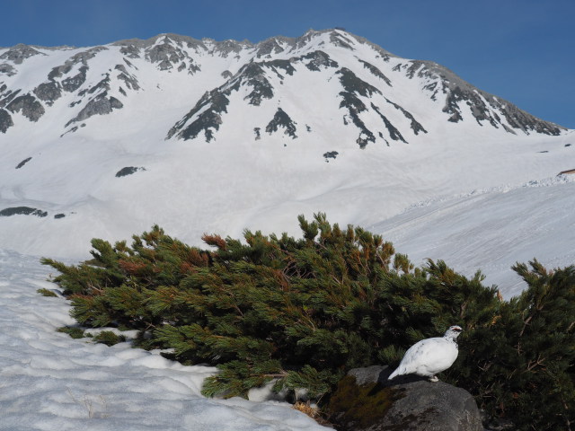 立山の白雷鳥16