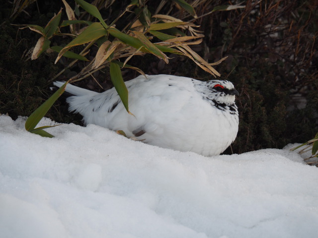 立山の白雷鳥18