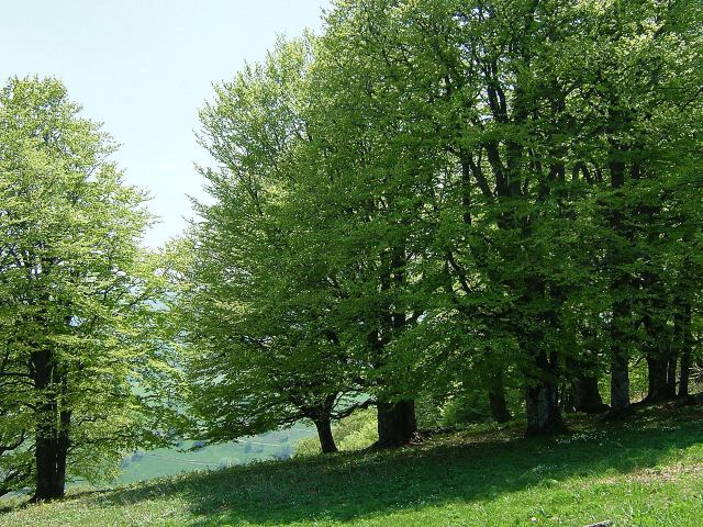 Schauinsland