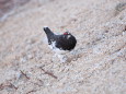 燕山荘の雄雷鳥