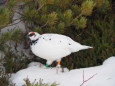 立山の白雷鳥19