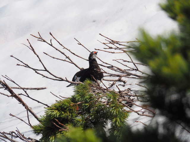 小仙丈ヶ岳の雄雷鳥