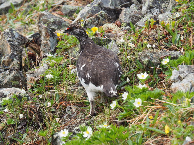 鹿島槍ヶ岳の雄雷鳥