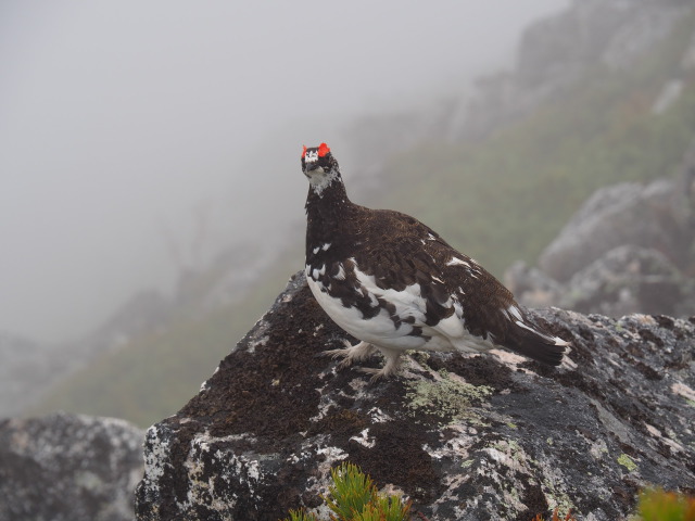 常念岳の雄雷鳥