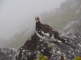 常念岳の雄雷鳥