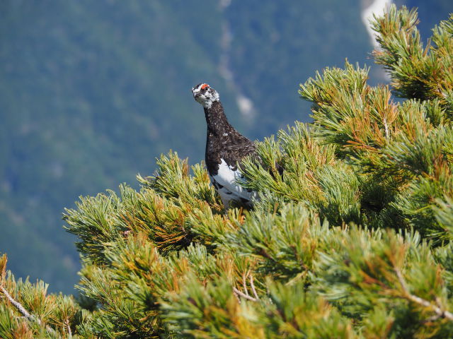 小仙丈ヶ岳の雄雷鳥3