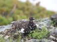 唐松岳の雄雷鳥