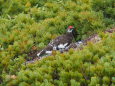 常念岳の雄雷鳥2