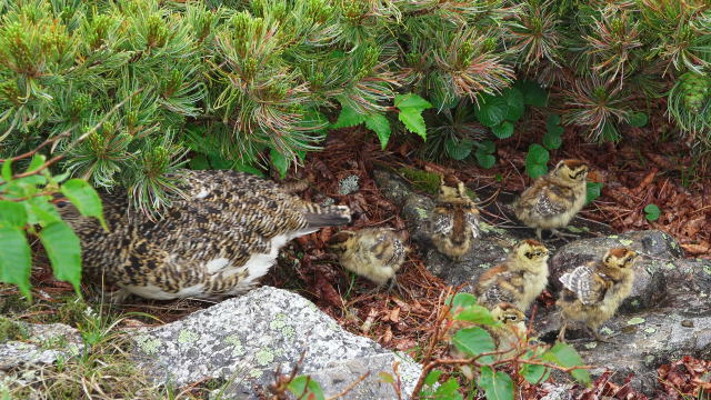 常念小屋のチビ雷鳥達