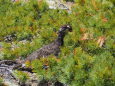 白馬乗鞍岳の雄雷鳥