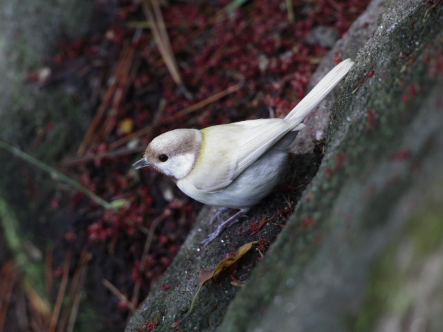 白いシジュウカラ