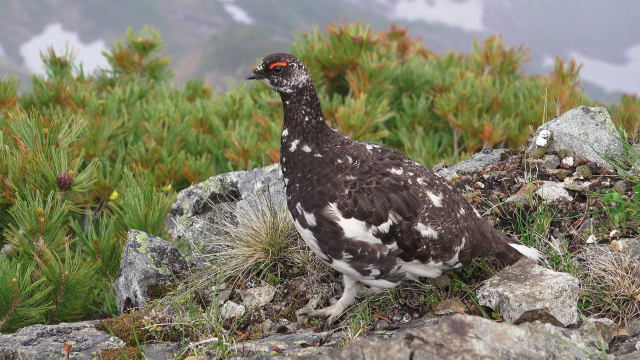 唐松岳の雄雷鳥2