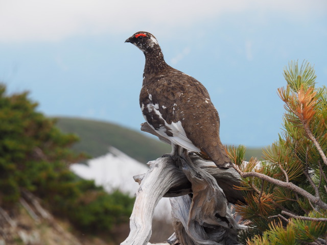 小蓮華山の雄雷鳥3