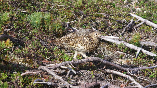 丸山の雌雷鳥3