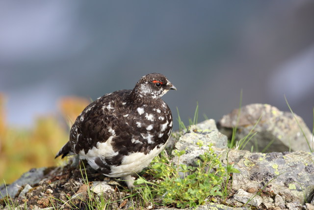 唐松岳の雄雷鳥3