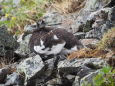 鹿島槍ヶ岳の雄雷鳥2