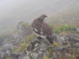 爺ヶ岳の雄雷鳥2