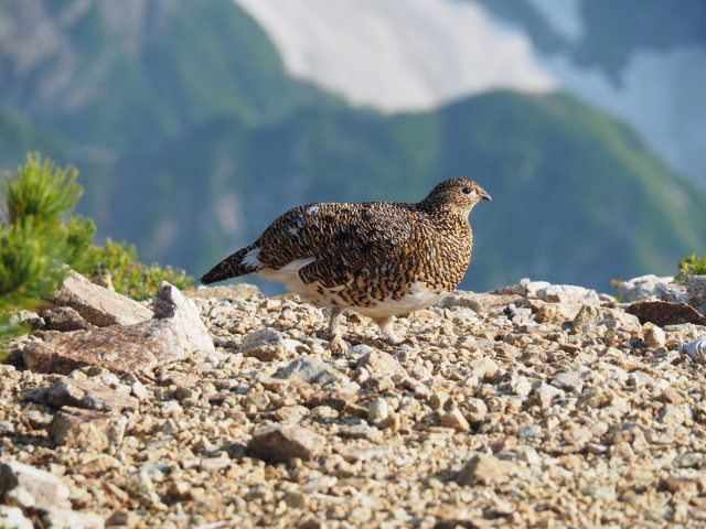 丸山の雌雷鳥