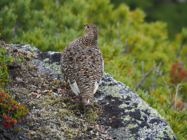 常念岳の雌雷鳥