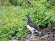 お花と雄雷鳥