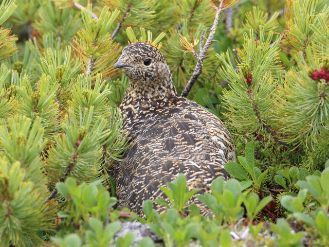 小蓮華山の雌雷鳥