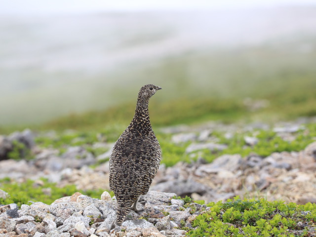 小蓮華山のママ雷鳥