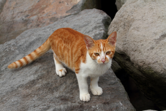 海辺の猫