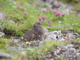 白馬岳のママ雷鳥